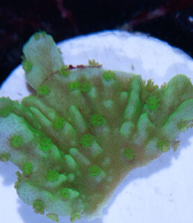 Montipora Hirsuta Lime