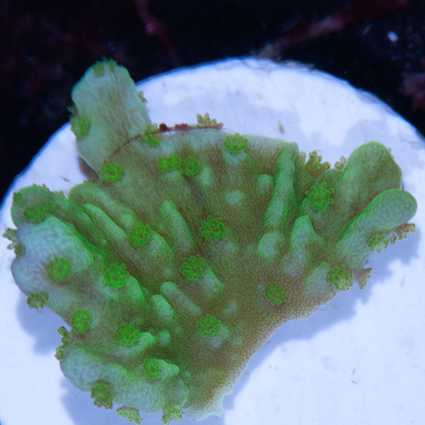 Montipora Hirsuta Lime