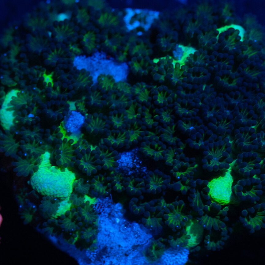 Montipora Spongodes